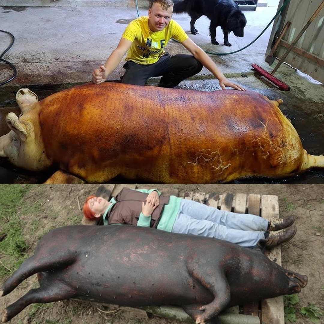 Результат використання GrowPig